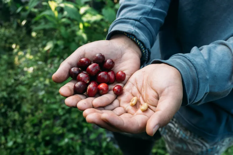 When the Farmer Speaks, the Business Listens: The Radical Stakeholder Skill Starbucks Indonesia Is Building—One Coffee Conversation at a Time