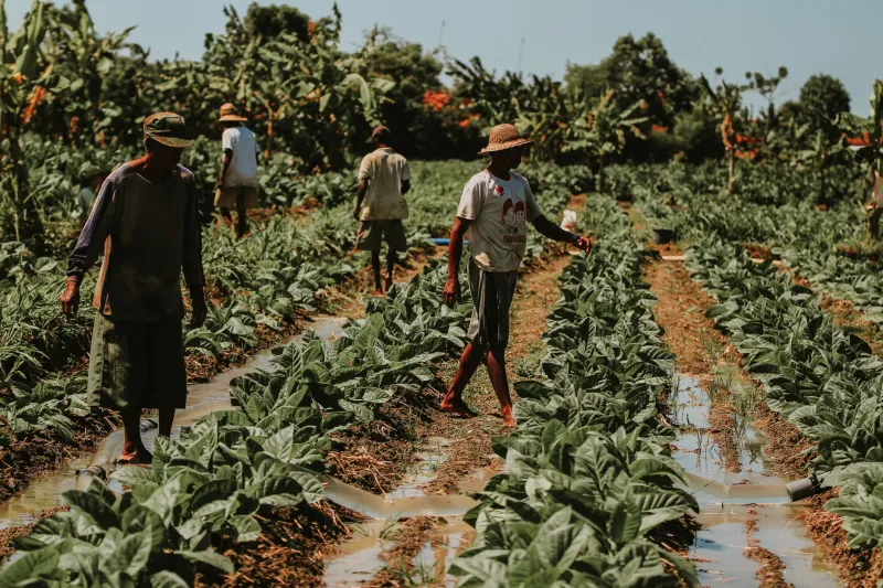 From Sumatra to the C-Suite: How Starbucks Indonesia's Sourcing Network Is Minting the Next Generation of Global Procurement Leaders
