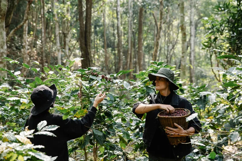 Green Credentials, Global Careers: How Starbucks Indonesia's Sustainability Work Is Opening Doors at America's Most Coveted Employers